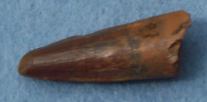 Spinosaurus tooth