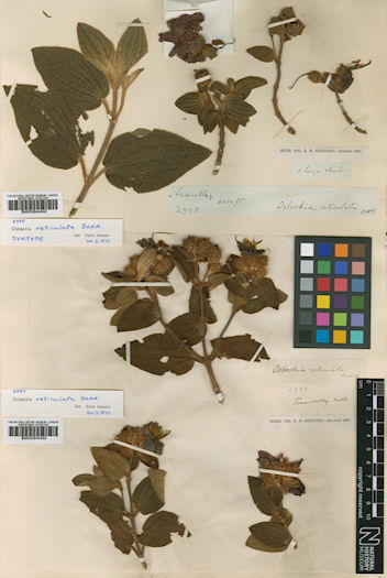 Plant collected by Richard Henry Beddome