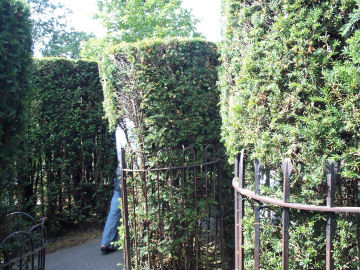 Maze at Hampton Court Palace