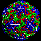 Common cold virus