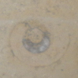 Ammonite in Lion Yard