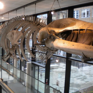 Skeleton of whale