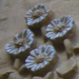 Bronze Flower Path Bronze Flower Path