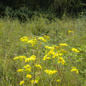 Flowers on Coldhams Common