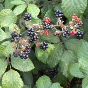Blackberries on Coldhams Common