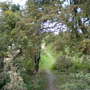 Path to Rifle Butts on Coldhams Common