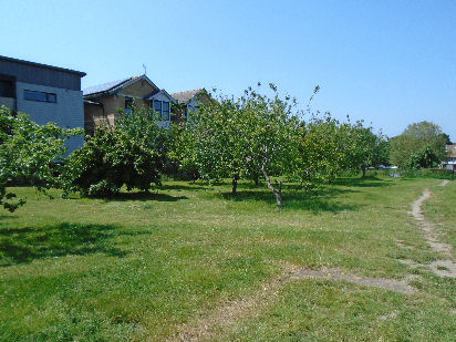 Midsummer Common Community Orchard
