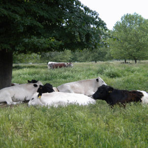 Cows on Stourbridge Common