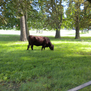 Midsummer Common