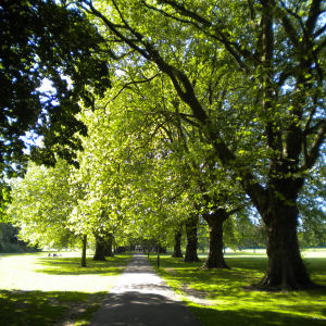 Avenue of London Plane trees in Jesus Green