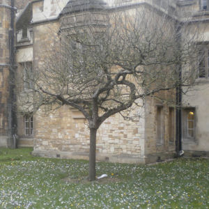Newton apple tree