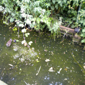 Moorhens