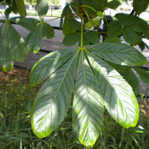 Horse chestnut leaf