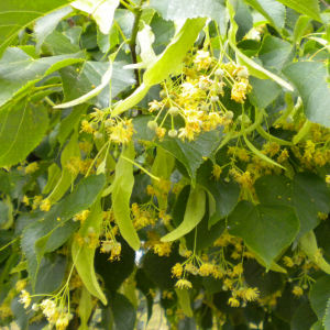 Lime or linden flower