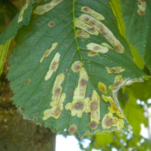 Damage to horse chestnut leaf by Cameraria moth