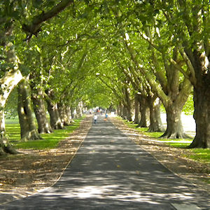 Avenue of London plane trees in Jesus Green
