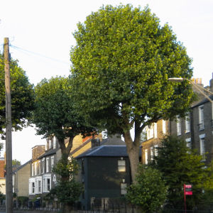 Pollarded London plane tree