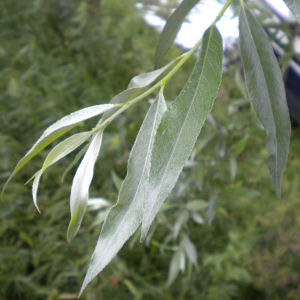 White Willow leaf