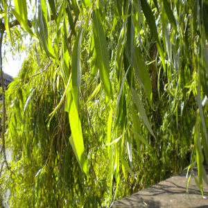 Weeping willow leaf