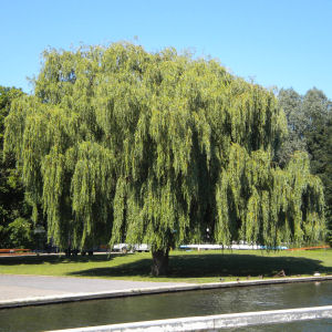 Weeping Willow tree
