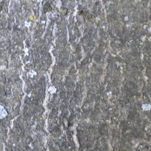 Young horse chestnut bark