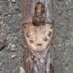 Horse chestnut branch