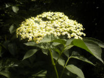 Photo of lace