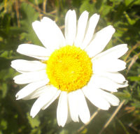 Photo of lace