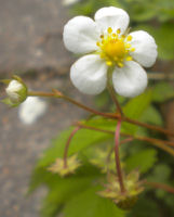 Photo of lace