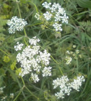 Photo of lace